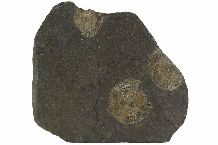Dactylioceras Ammonite Cluster - Posidonia Shale, Germany #100268